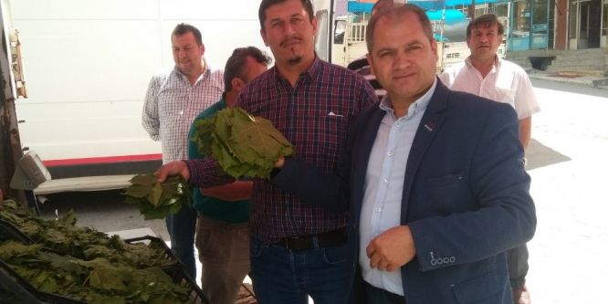Hisarcık’ta asma yaprağına talep arttı
