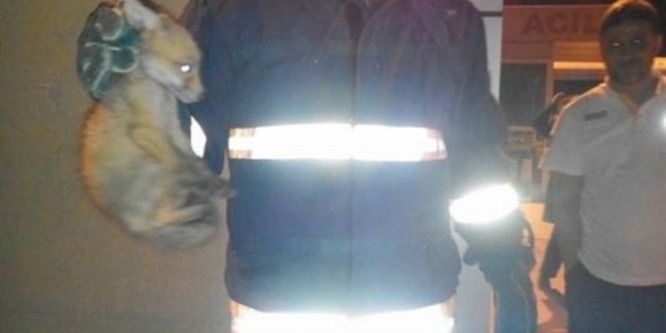 Hastanede mahsur kalan yavru tilkiyi itfaiye ekipleri kurtardı
