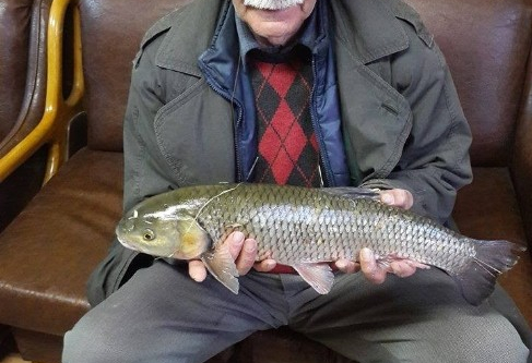 Oltu Çayında 2.5 kiloluk sazan balığı