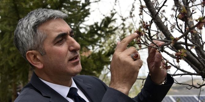 Gümüşhane 7 yıl sonra kayısı yiyecek