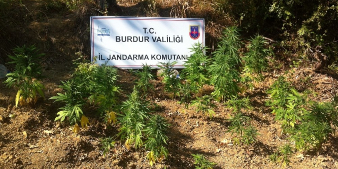 Ormanlıkta araziyi esrar tarlası yapmış