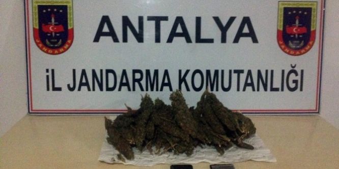 Manavgat’ta uyuşturucu operasyonu