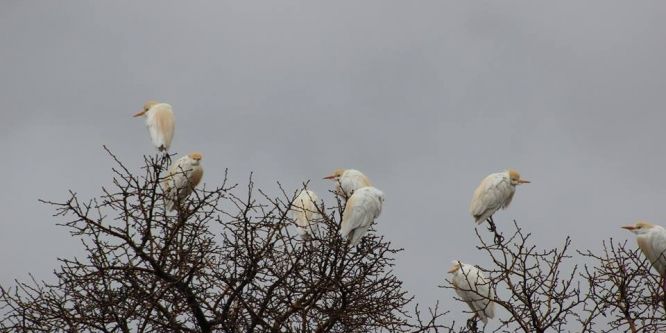 Göçmen kuşlar Hakkari üzerinden güneye göç etti