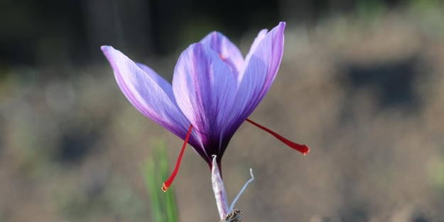 AB Safranbolu safranını tescilledi!
