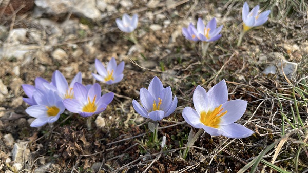 Abant renklenmeye başladı