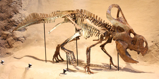 ABD çalınan dinozor fosillerini iade etti