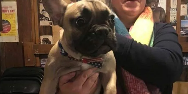 ABD layığını buldu! Şaka değil, köpek başkan seçildi!