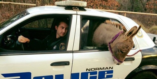 ABD polisi eşeği gözaltına aldı