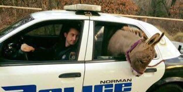 ABD polisi eşeği 'gözaltına aldı'