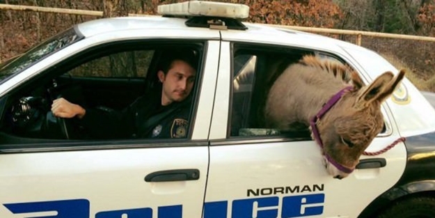 ABD polisi eşeği gözaltına aldı