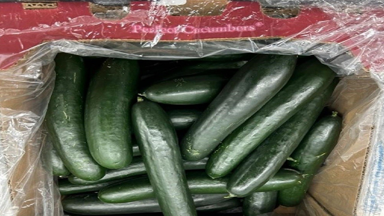 ABD Salmonella krizi büyüyor! 26 eyalette salatalıklar inceleme altında