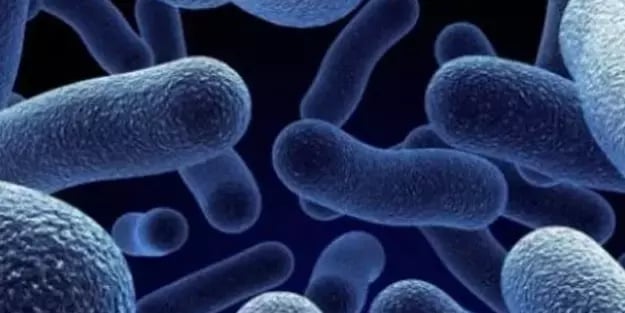 ABD ve Kanada’da! 2 Ülkeyi karıştıran kriz çıktı: Salmonella alarmı! Tüm ülkeleri ilgilendiriyor, kritik mesajlar