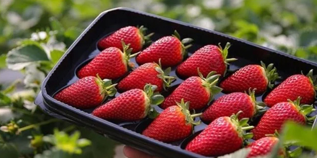 ABD ve Kanada'da çilek krizi: Hepatit salgınından sorumlu tutuluyor