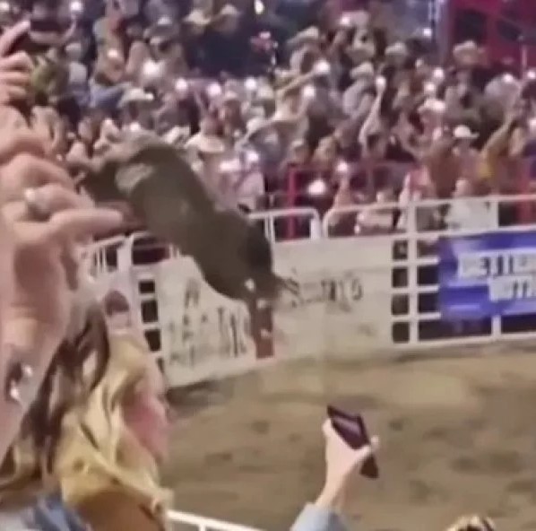 ABD’de akılalmaz görüntü! Boğa seyircilerin arasına daldı