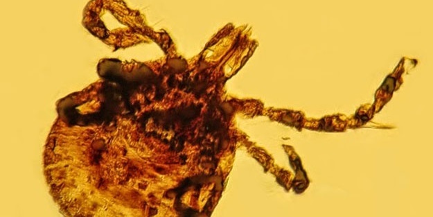 ABD'de dirençli bakteri can aldı