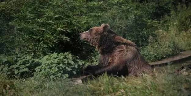 ABD'de ekipler teyakkuza geçti! Ayı, yaşlı kadını çadırından sürükleyerek çıkardı