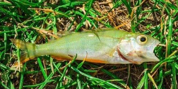 ABD'de gökten ölü balık yağdı!