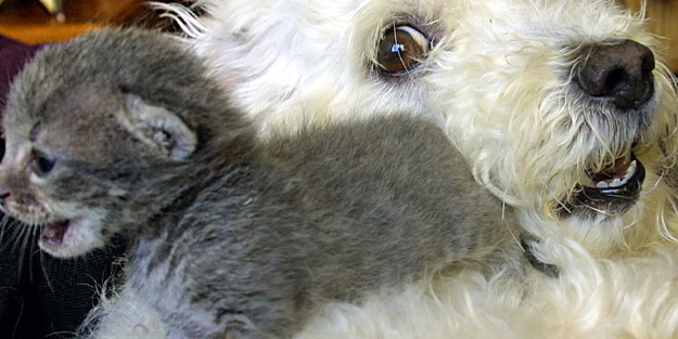 ABD'de hayvanları koruma kuruluşunda yöneticilik yapan kadının evinde 30 ölü hayvan bulundu