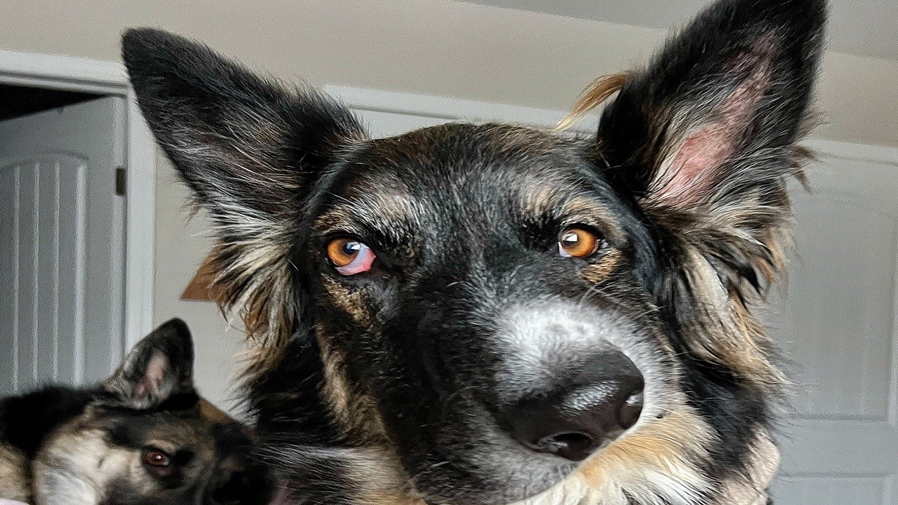 ABD’de herkes bu köpeği konuşuyor!