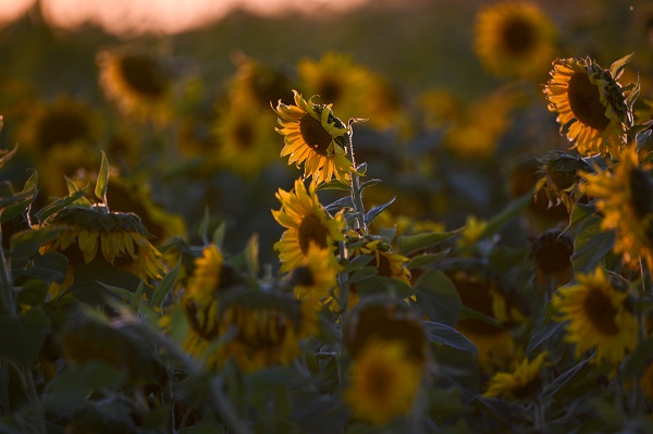 ABD’de herkes bu tarlaya akın ediyor