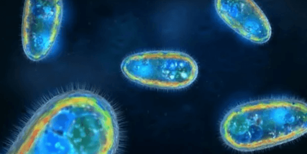 İçme suyunda tespit edildi! Beyin yiyor