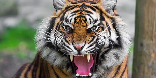 ABD'de iki kaplan firar etti