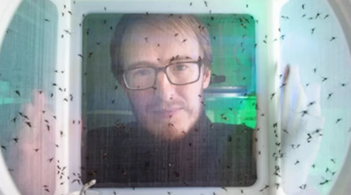 ABD’de ilginç deney! Kolunda tam 15 bin sivrisinek ısırığı var