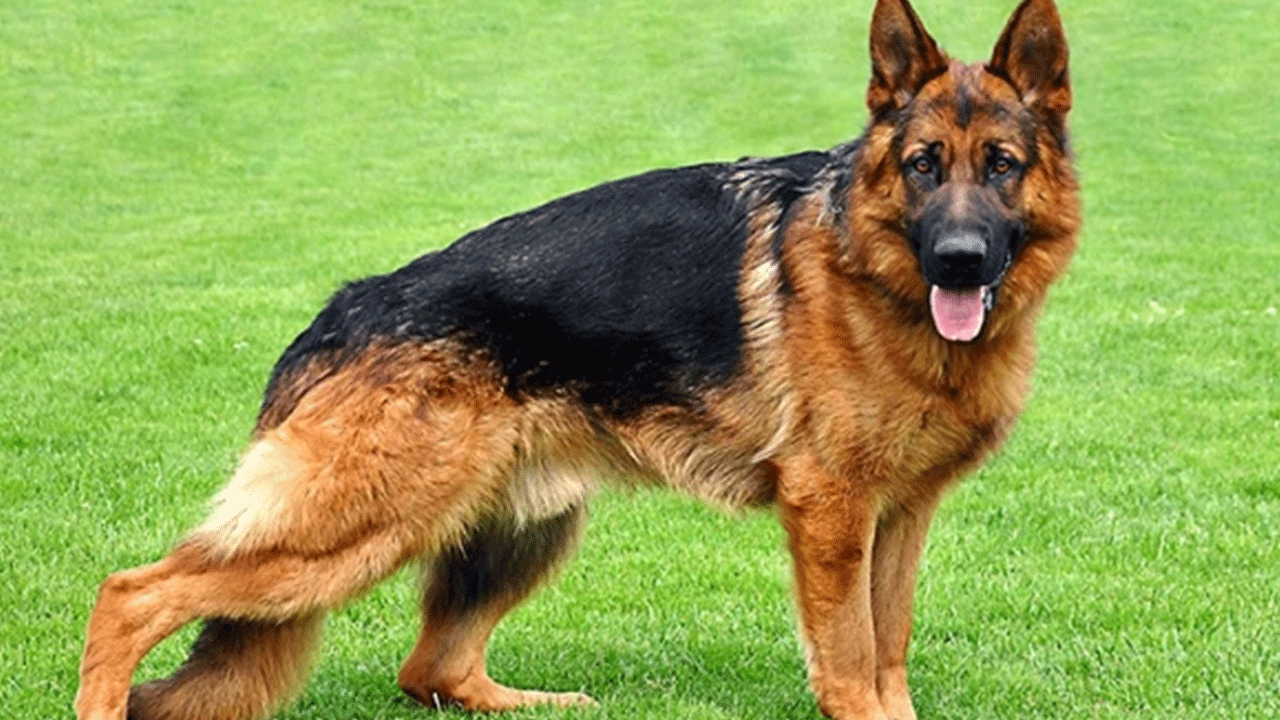 ABD'de ilginç olay: Köpeği tarafından silahla vuruldu!