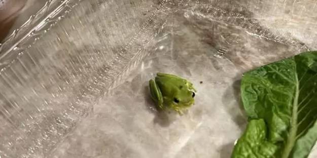 ABD'de ilginç olay! Salatasından kurbağa çıktı