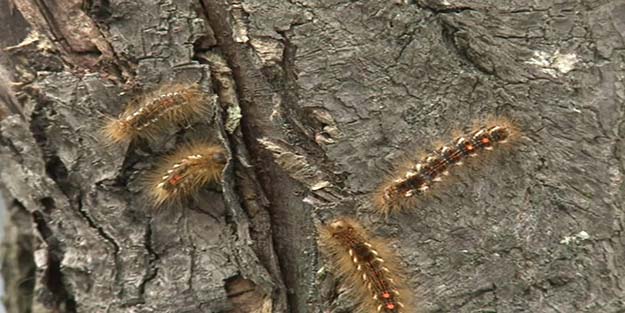 ABD'de kıllı tırtıl alarmı!