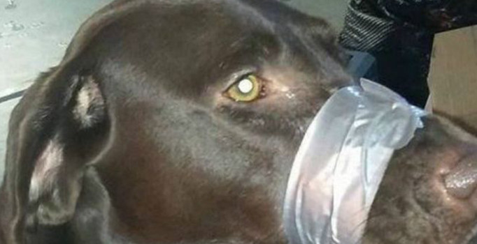 ABD'de köpeğinin ağzını bantlayan kadına hapis cezası