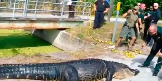ABD'de korkunç olay! Timsahın midesini açtılar