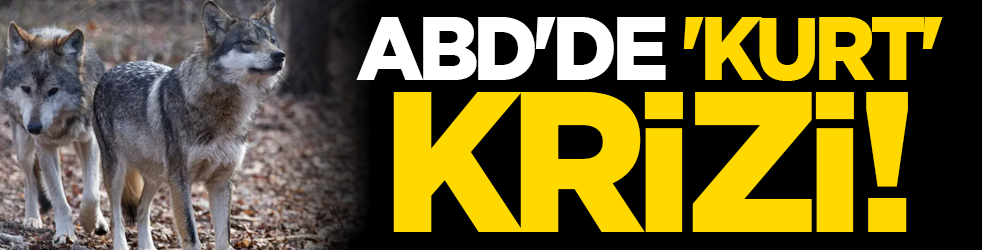 ABD'de 'Kurt' Krizi!