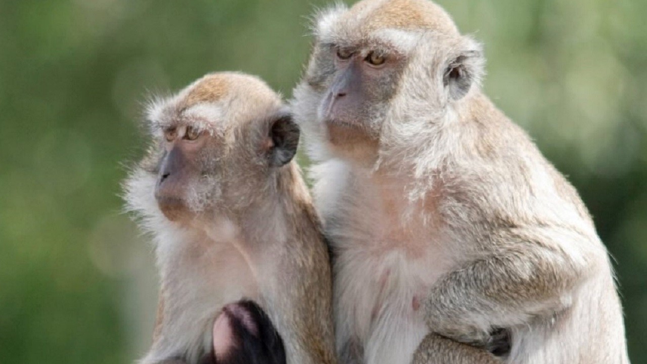 ABD'de maymun paniği son buldu!