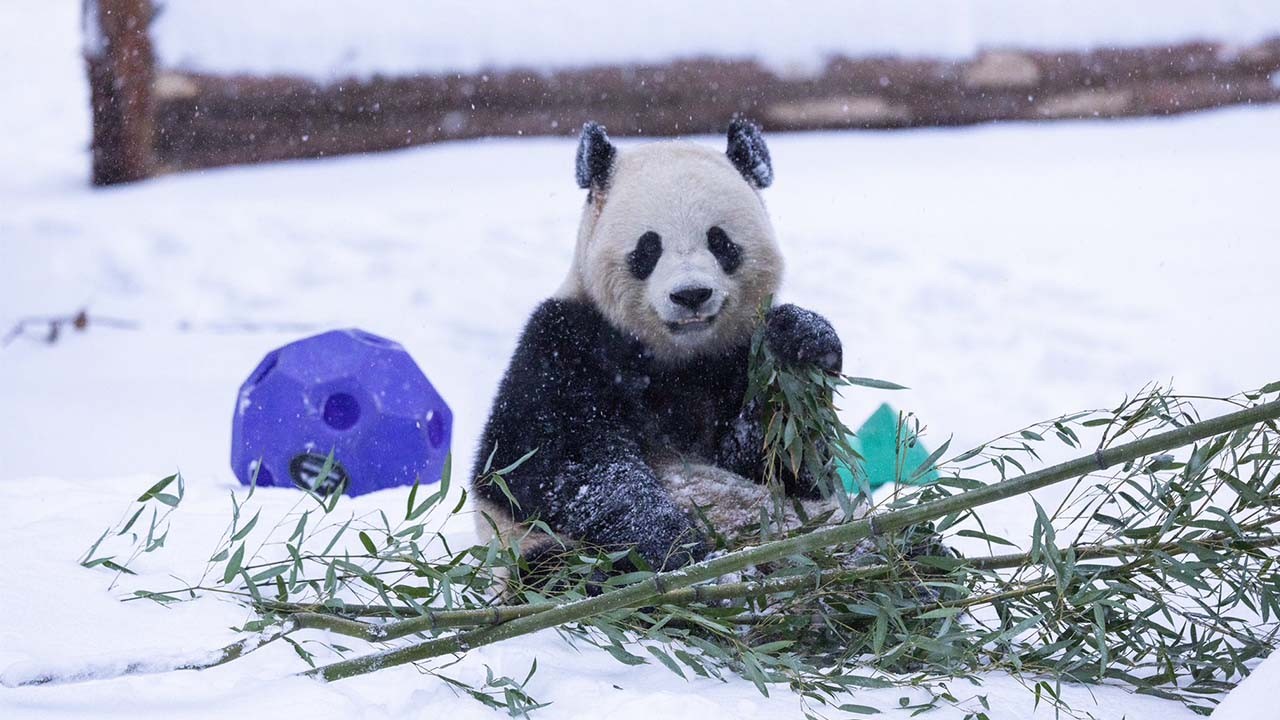 ABD’de pandalar kar keyfi yaptı! O anlar kamerada