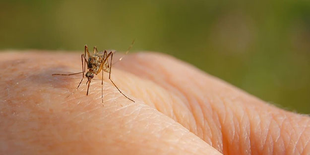 ABD'de sivrisinek alarmı