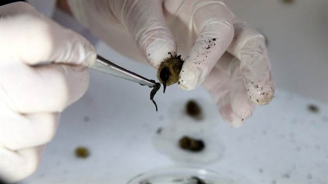 ABD'de tanesi 18 dolar