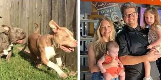 ABD'de tüyler ürperten pitbull saldırısı