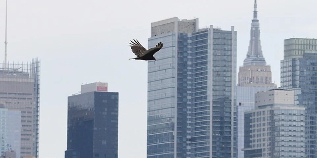 ABD'de ürküten durum! İşte toplam ölü sayısı
