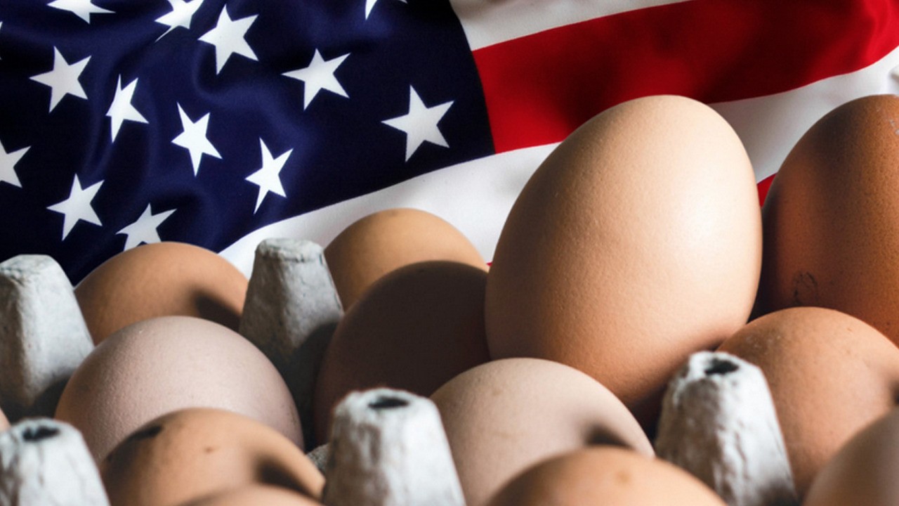 ABD'de yumurta krizine çözüm Türkiye: Yeniden Türkiye'yi seçtiler!