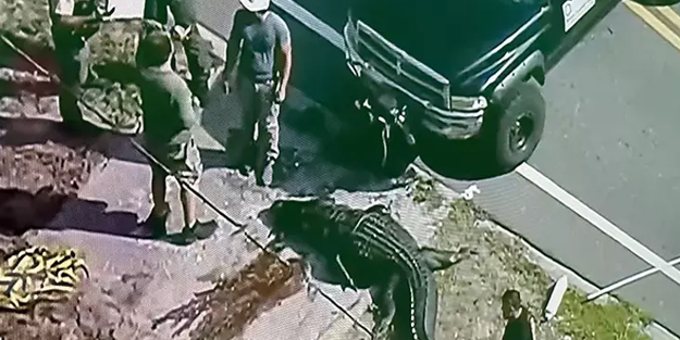 ABD’deki büyük panik, timsahlarıyla ünlü o kenti ayağa kaldırdı! Çenesinde ceset gören ABD'liler neye uğradığını şaşırdı!