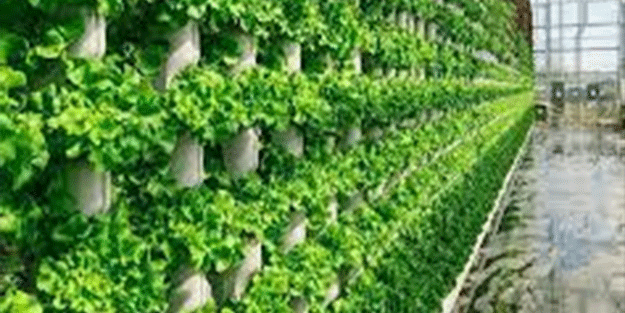 ABD'deki ilk dikey tarım GES'i kuruluyor