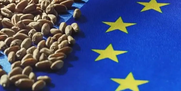 AB'de tahıl krizi! Dikkat çeken azalma