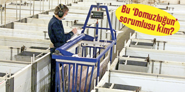 AB’den Türkiye’ye 'domuz' dayatması!