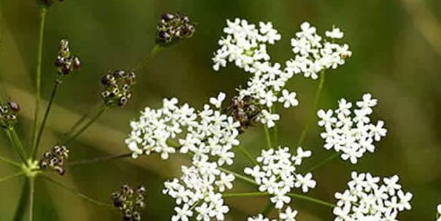 Abdestbozan otunun faydaları nelerdir?