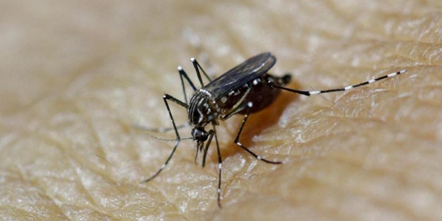 ABD'li araştırmacılar tespit etti! Sivrisineklerin davranışları ışık rengine göre değişiyor