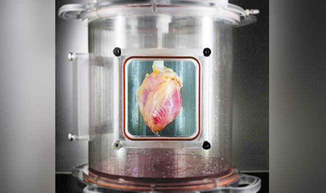 ABD’li bilim adamları deri hücresinden insan kalbi üretildi