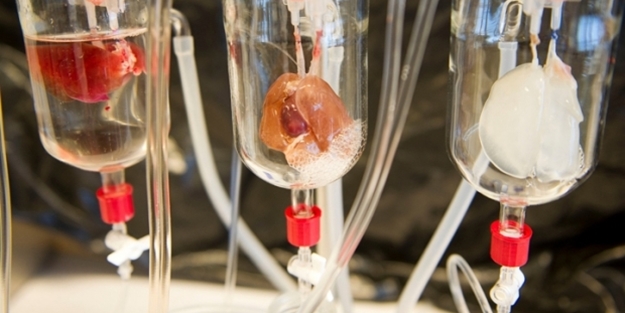 ABD'li bilim insanları domuz bedeninde insan organı yetiştirilecek