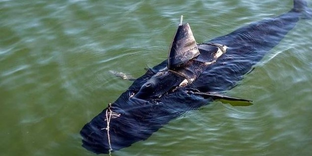 ABD'nin yeni silahı: Casus balık