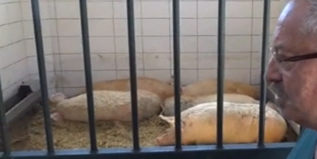 Üniversitede domuz yetiştirilmeye başlandı!